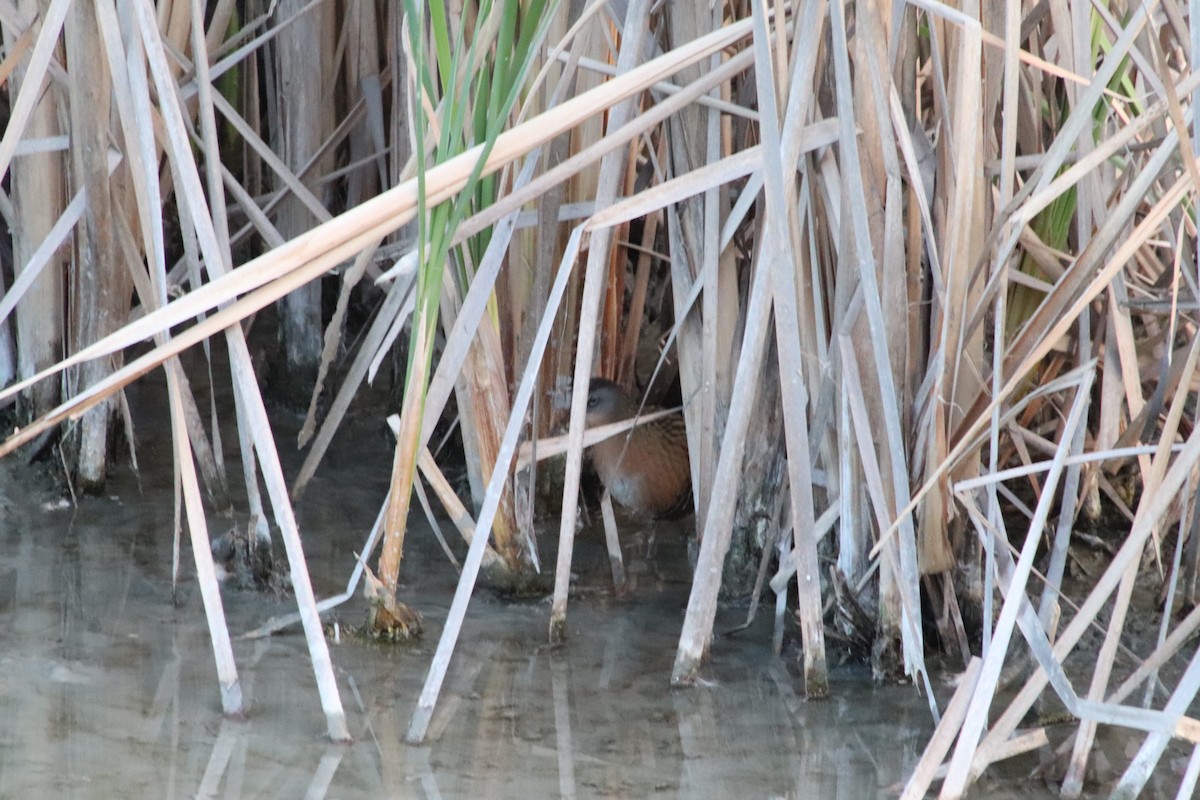 Virginia Rail - ML284618781