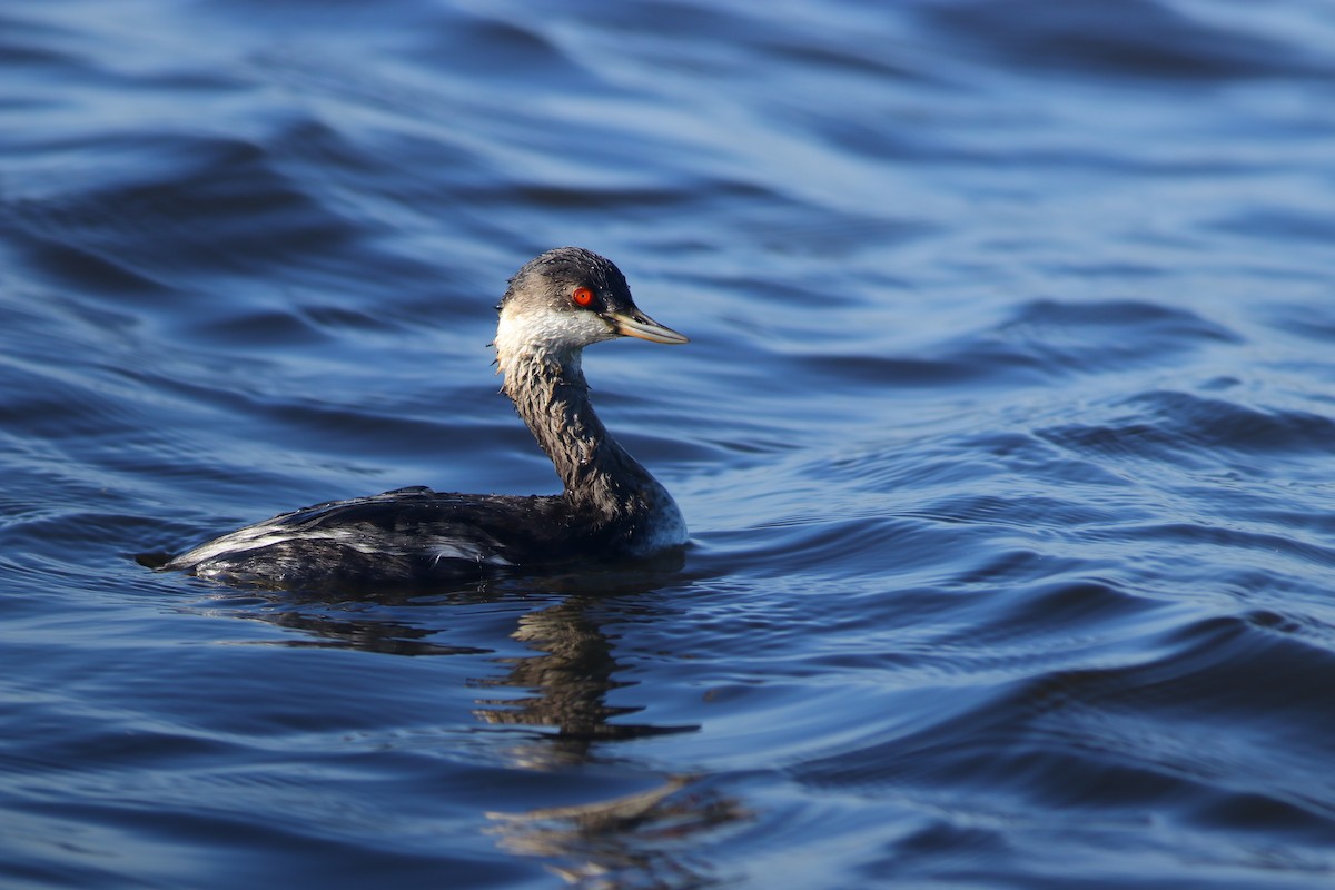 Eared Grebe - ML284619231