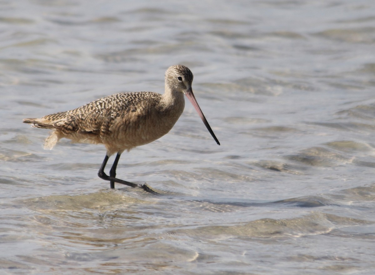 Marbled Godwit - ML284619901