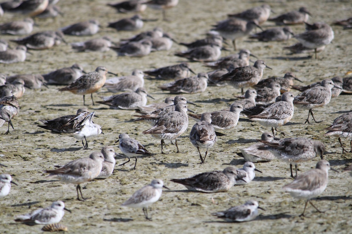 Red Knot - ML284620191