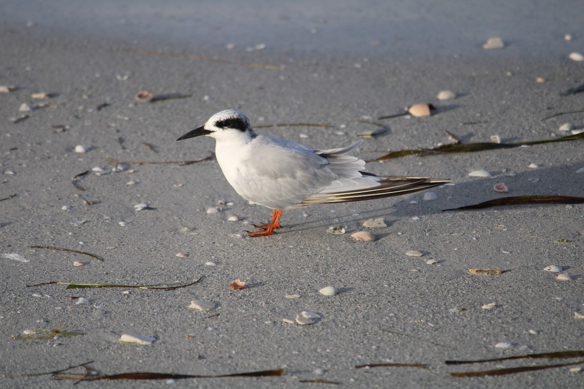 Forster's Tern - ML284620331