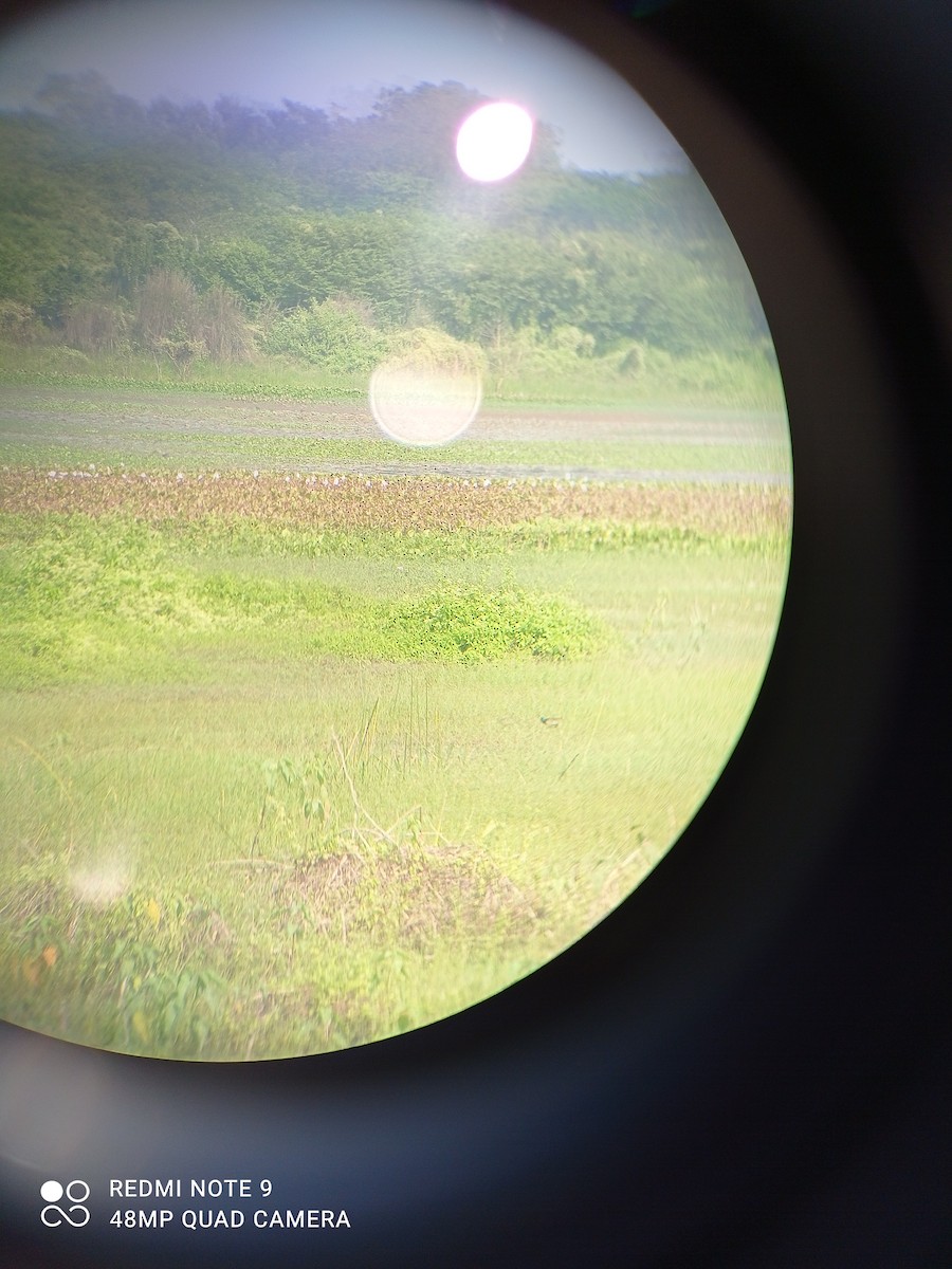 Lesser Whistling-Duck - ML284620431