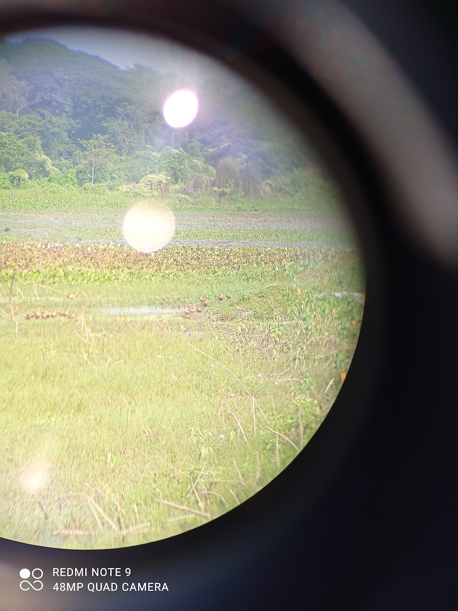 Lesser Whistling-Duck - ML284620441