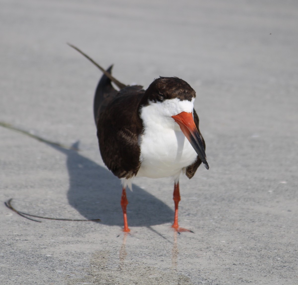 Black Skimmer - ML284620571