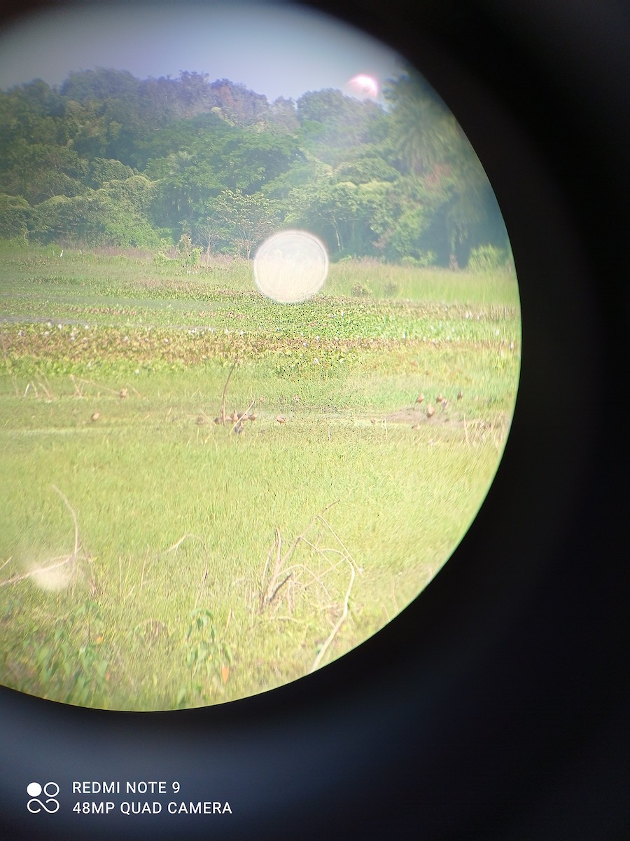 Lesser Whistling-Duck - ML284620601