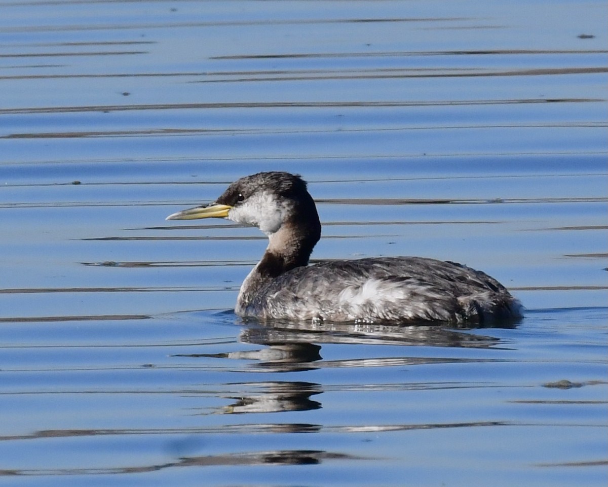 Red-necked Grebe - ML284621561