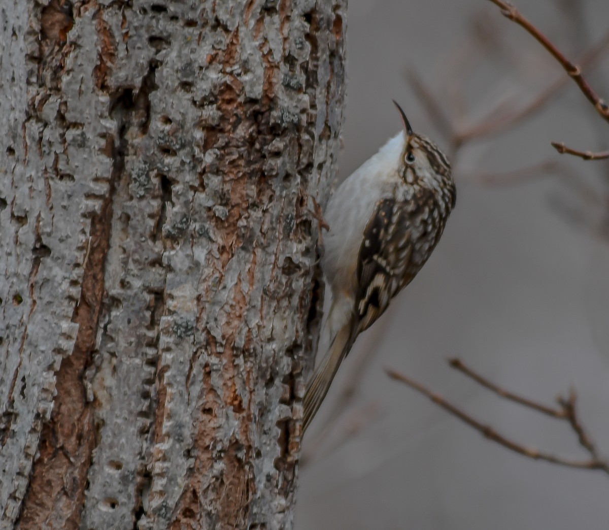 Brown Creeper - ML284623841