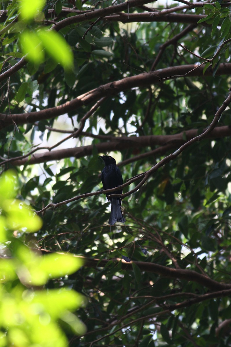 Greater Racket-tailed Drongo - ML284624821