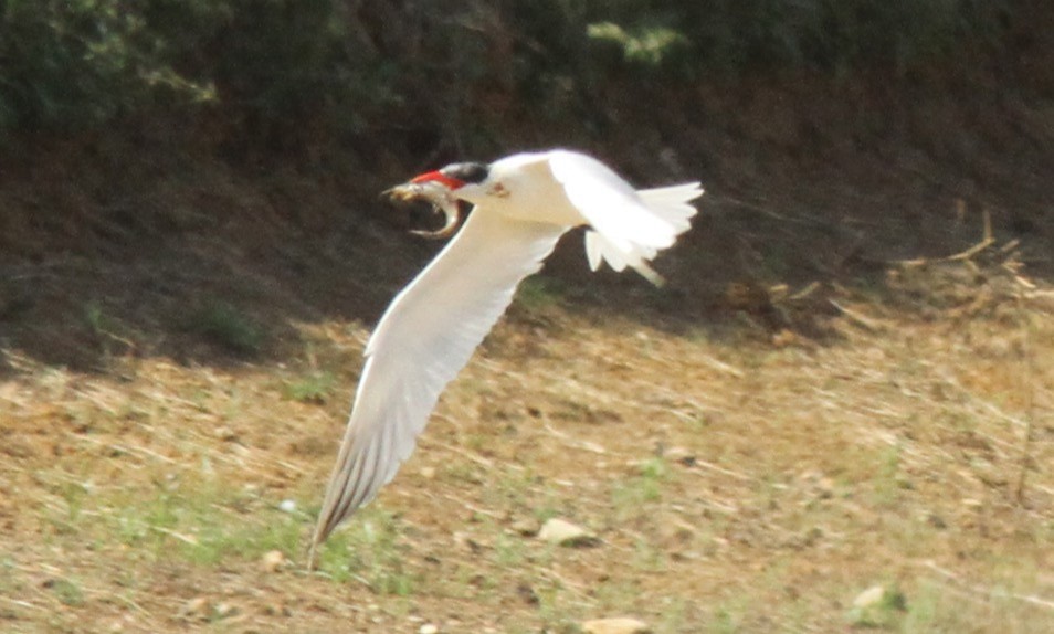 Caspian Tern - ML284625341