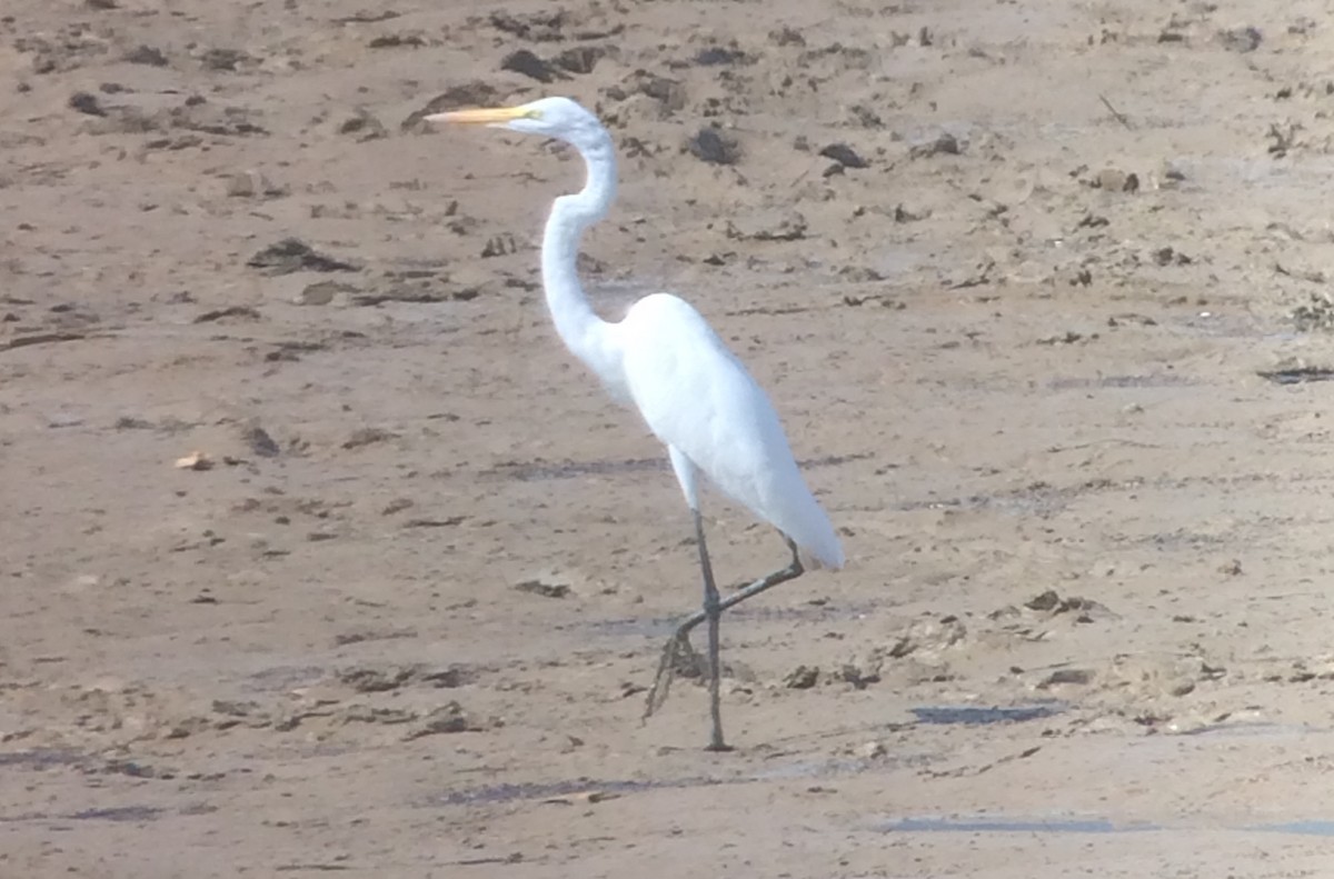 Great Egret - ML284625361