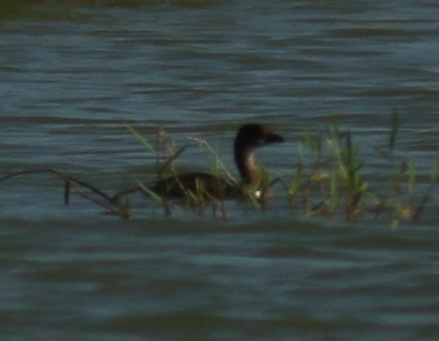 Txilinporta mokolodia - ML284625401