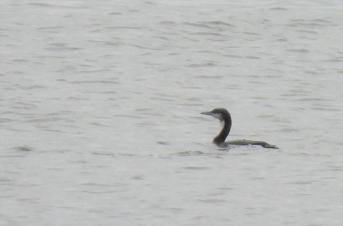 Pacific Loon - Joanne Muis Redwood