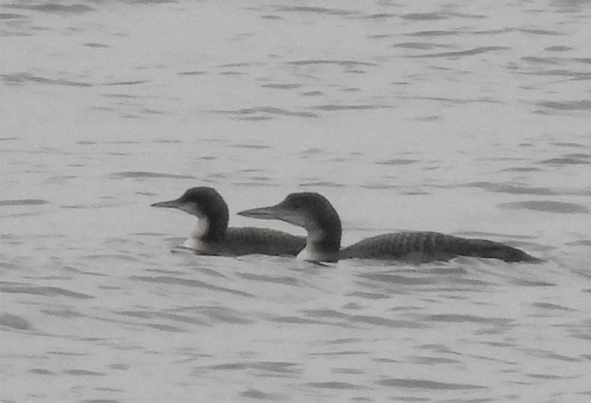 Pacific Loon - Joanne Muis Redwood