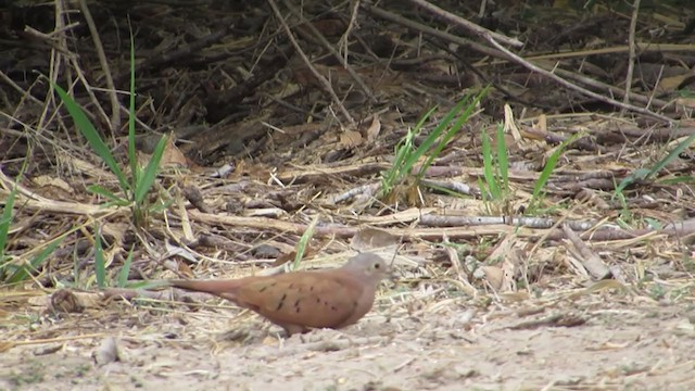 Ruddy Ground Dove - ML284625791