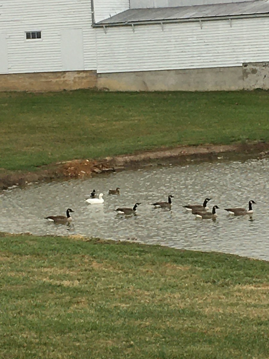 Snow Goose - ML284626121