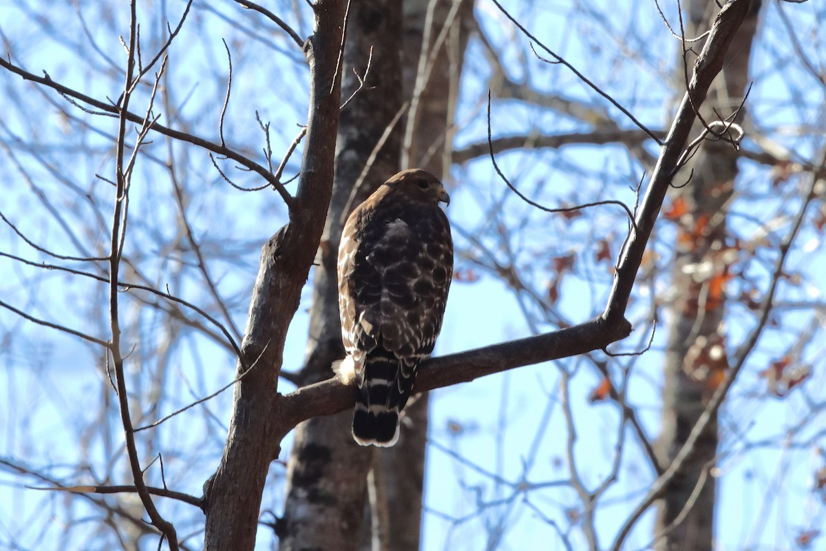 Red-shouldered Hawk - ML284626271