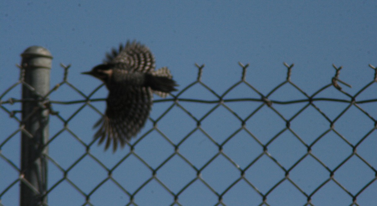 Ladder-backed Woodpecker - ML28462701