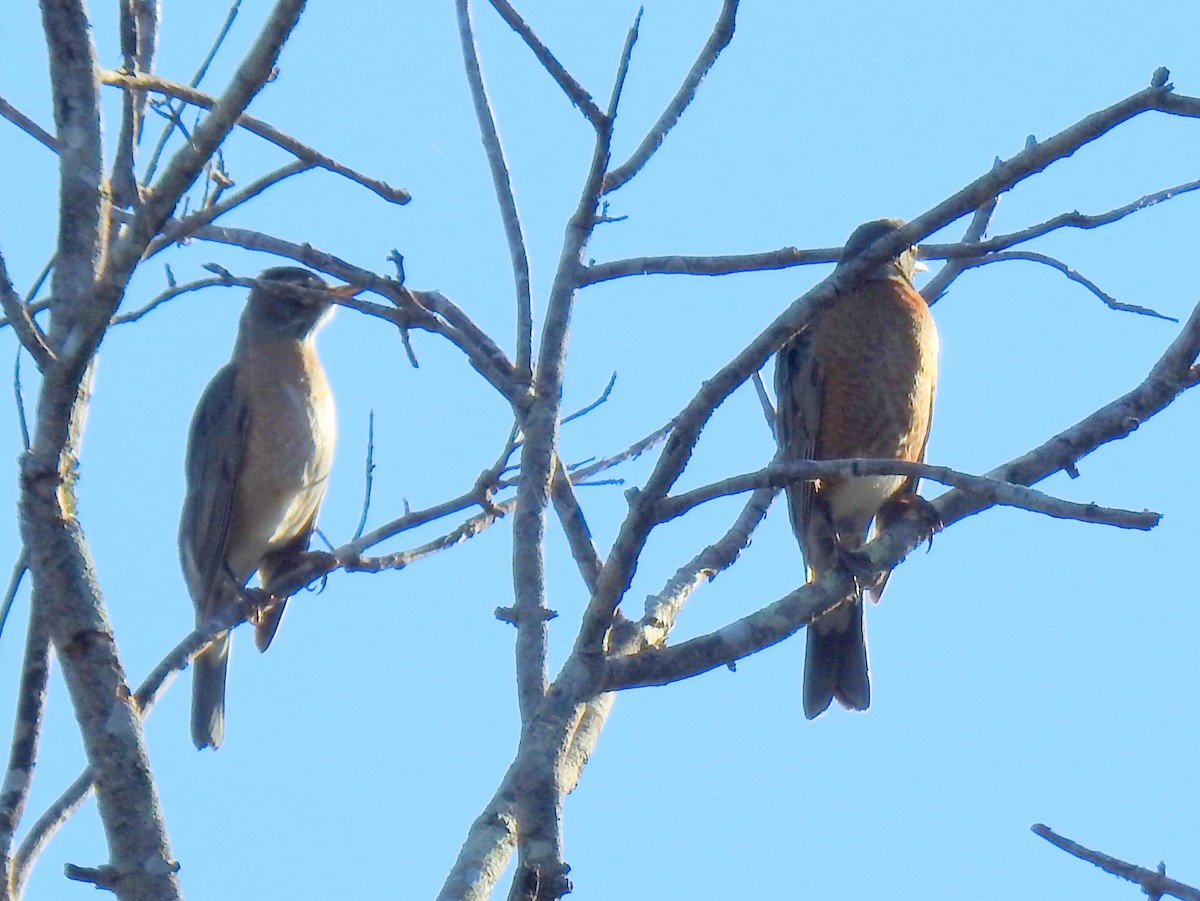 American Robin - ML284627621
