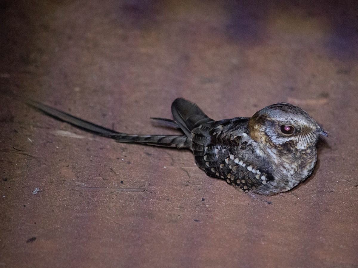 Scissor-tailed Nightjar - ML284628671