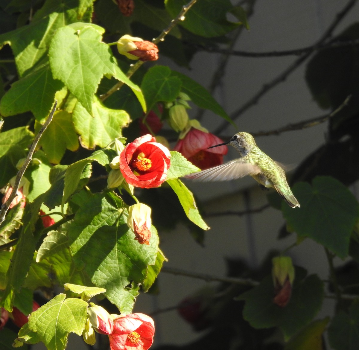 Anna's Hummingbird - ML284628751