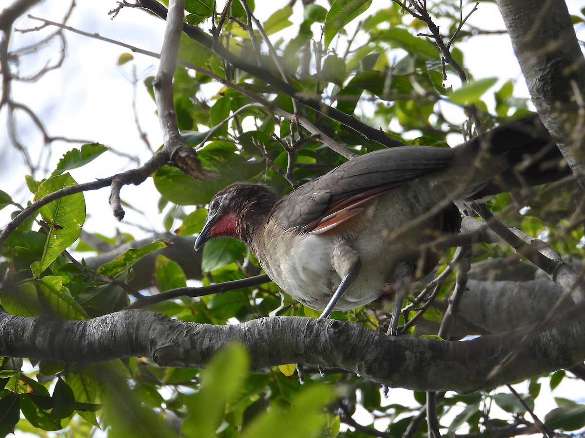 Chestnut-winged Chachalaca - Arcelio U. Blanco Nuñez