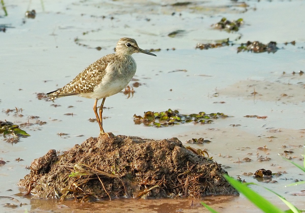 Wood Sandpiper - ML284629551