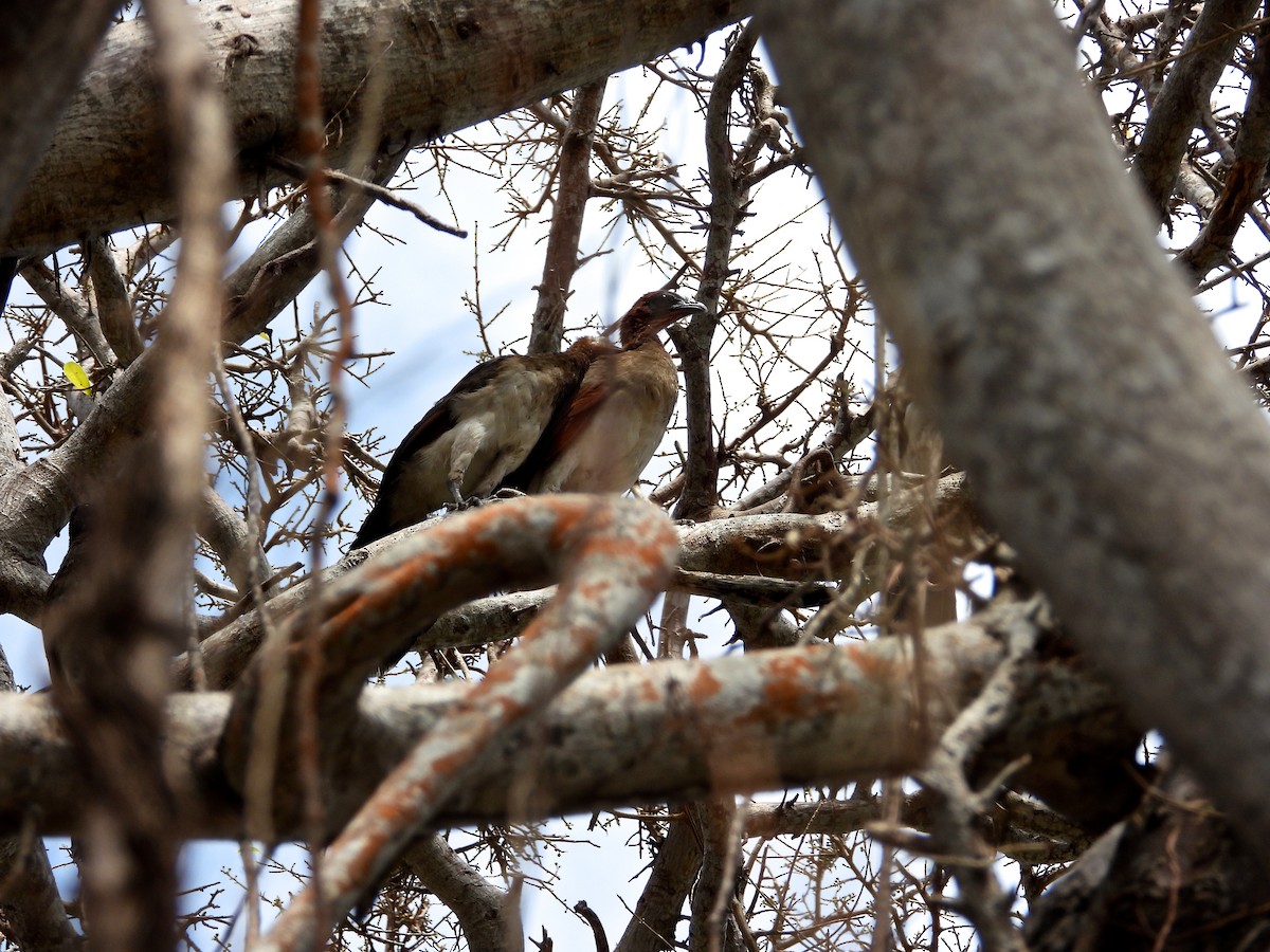 Chestnut-winged Chachalaca - Arcelio U. Blanco Nuñez