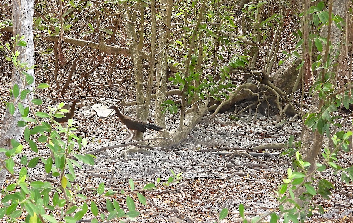 Chestnut-winged Chachalaca - Arcelio U. Blanco Nuñez