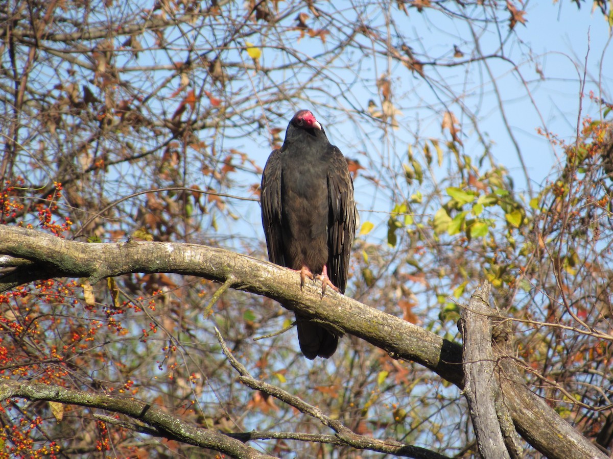 Turkey Vulture - ML284631841