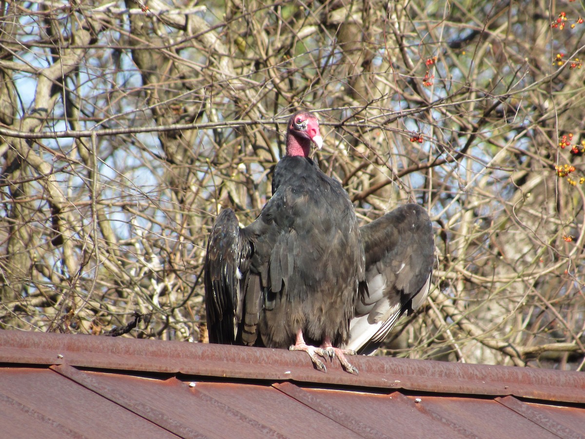Turkey Vulture - Robert  McGovern