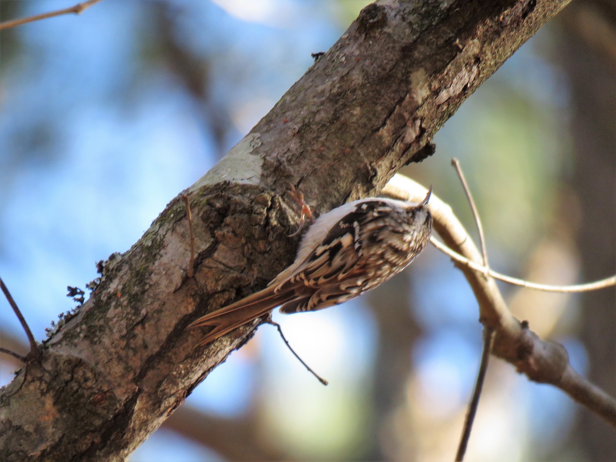 Brown Creeper - ML284631901