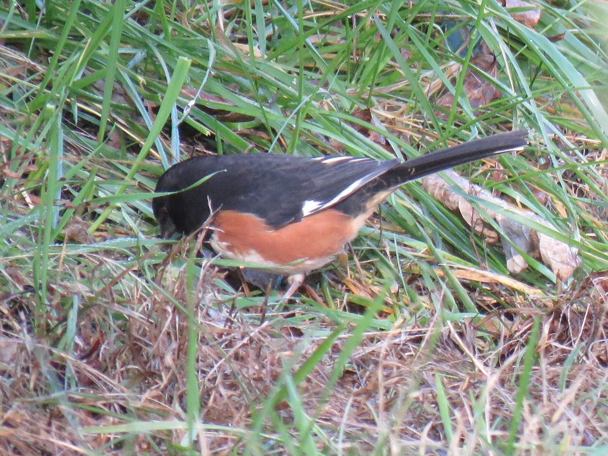 Eastern Towhee - ML284632121
