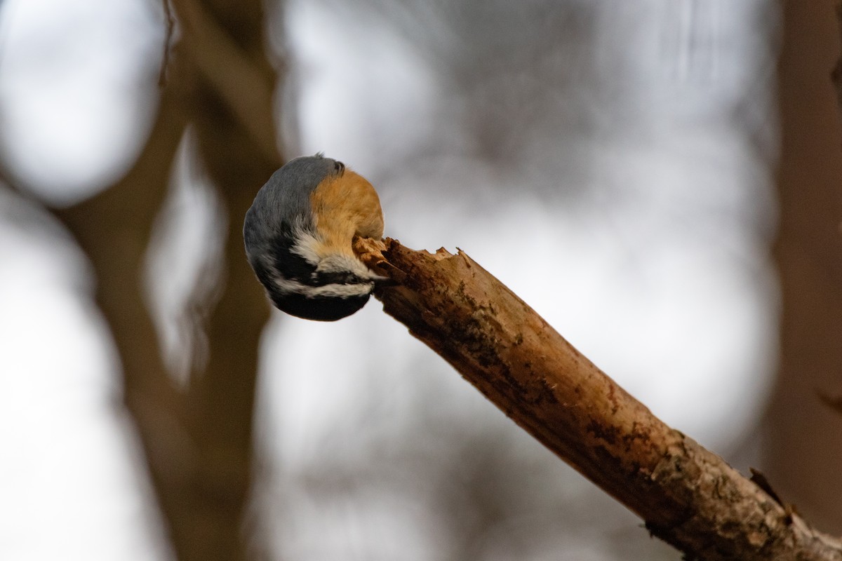 Red-breasted Nuthatch - ML284633601