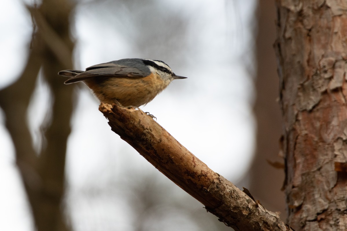 Red-breasted Nuthatch - ML284633651
