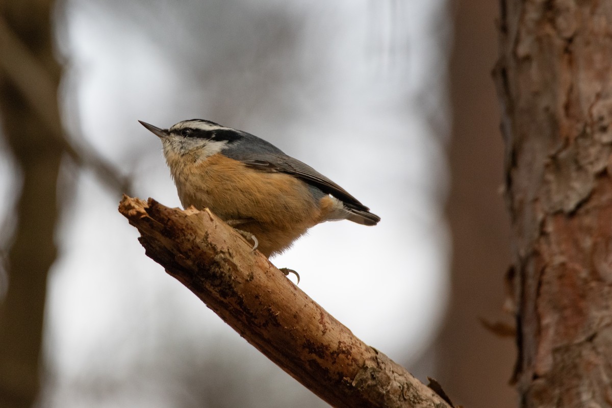 Red-breasted Nuthatch - ML284633671
