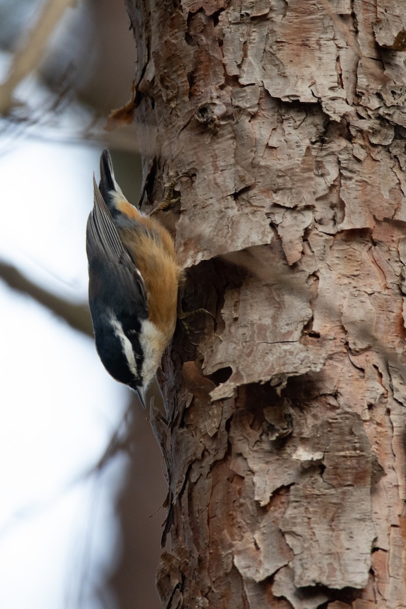 Red-breasted Nuthatch - ML284633681