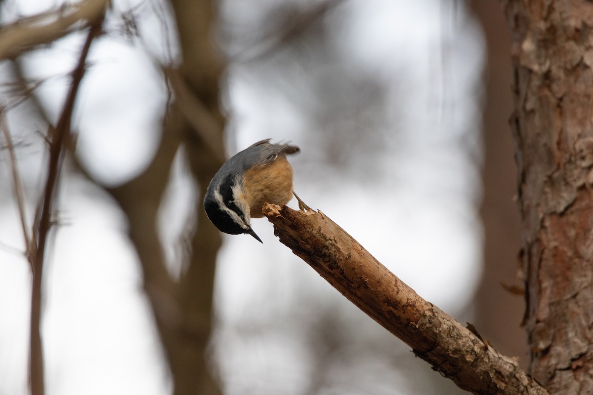 Red-breasted Nuthatch - ML284633721