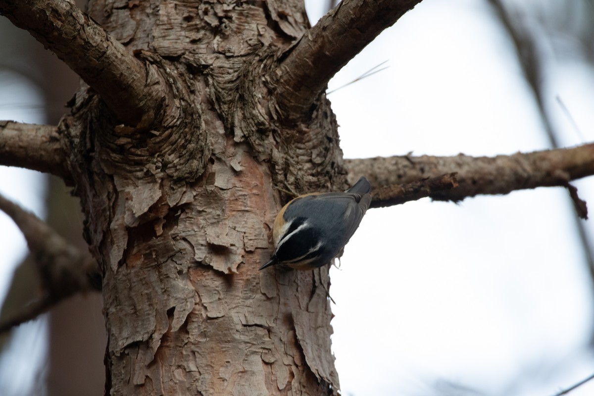 Red-breasted Nuthatch - ML284633741