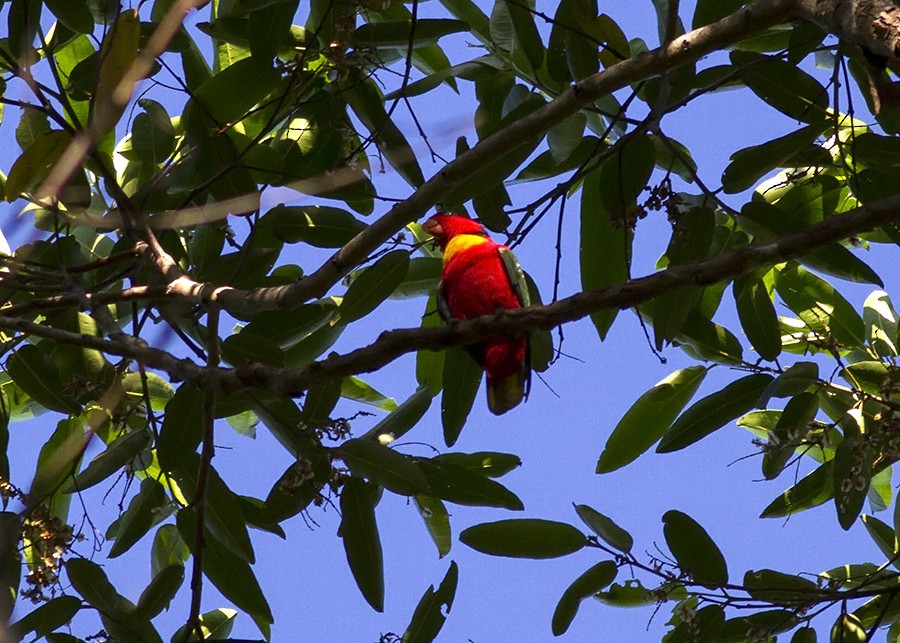 Yellow-bibbed Lory - ML28463551