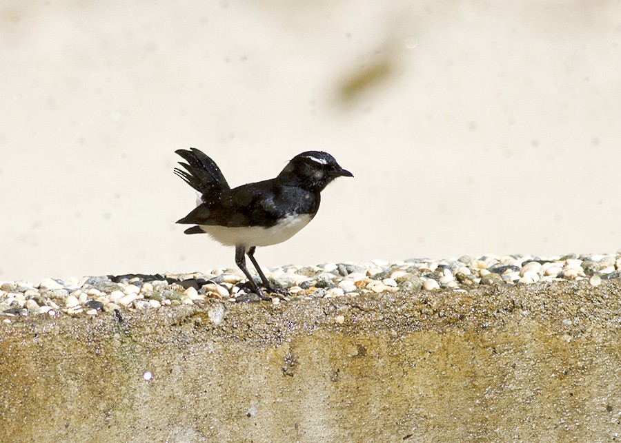 Willie-wagtail - ML28463621