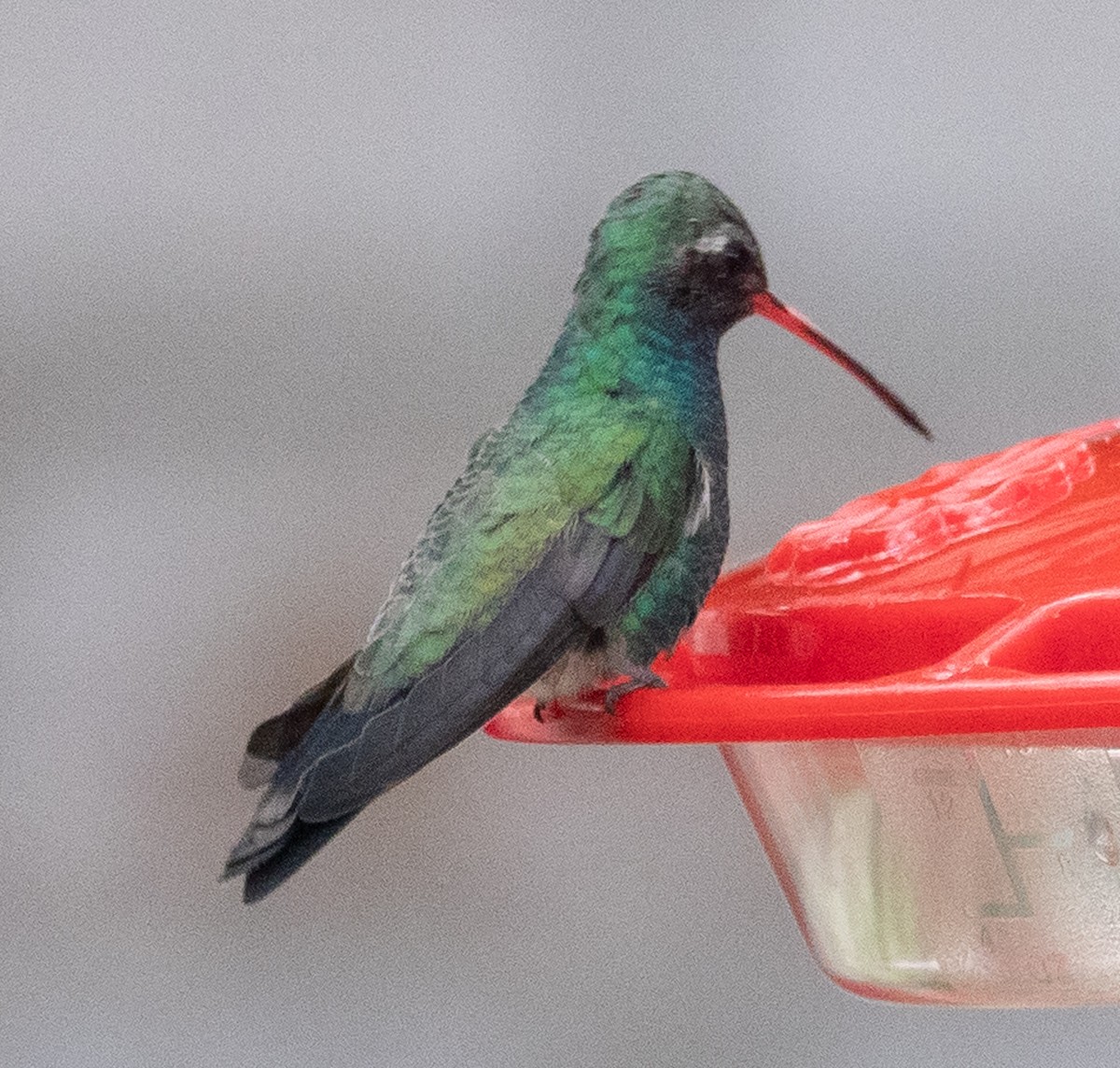 Broad-billed Hummingbird - Lynn Chapman