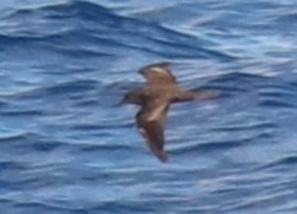 Bulwer's Petrel - ML284638671