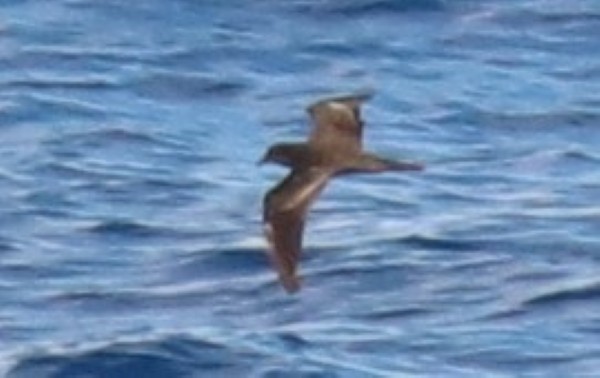 Bulwer's Petrel - ML284638701