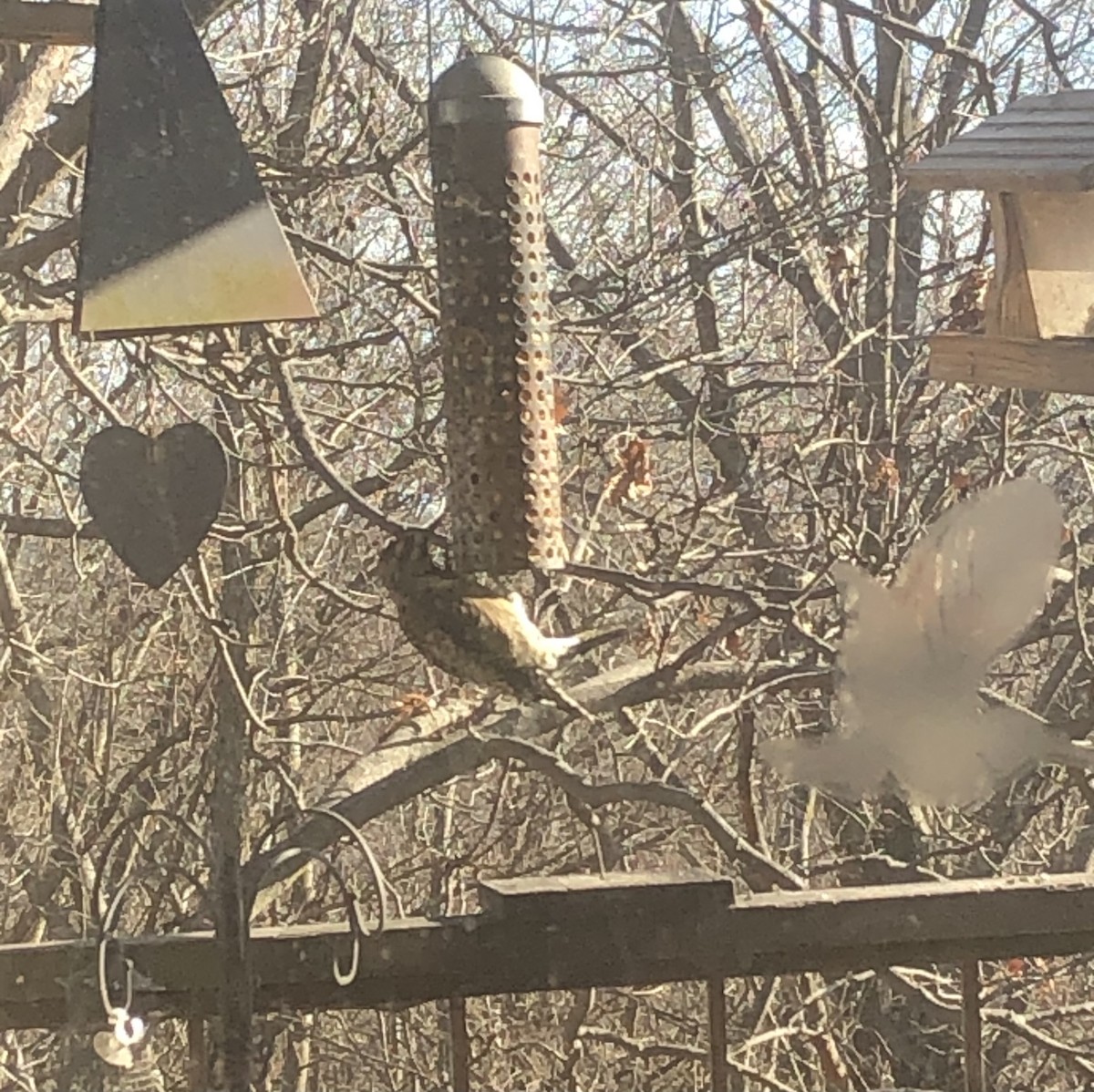 Yellow-bellied Sapsucker - Delores Ranshaw