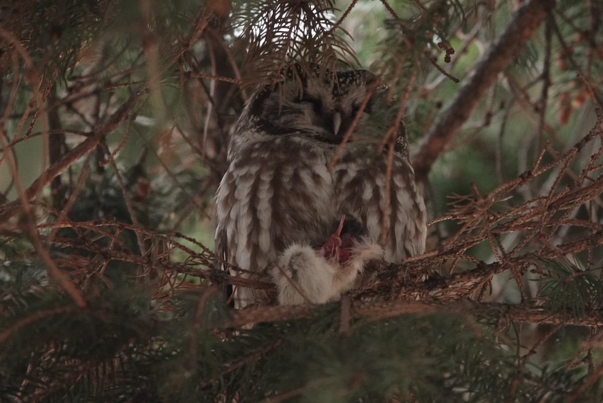 Boreal Owl - Grant Thompson