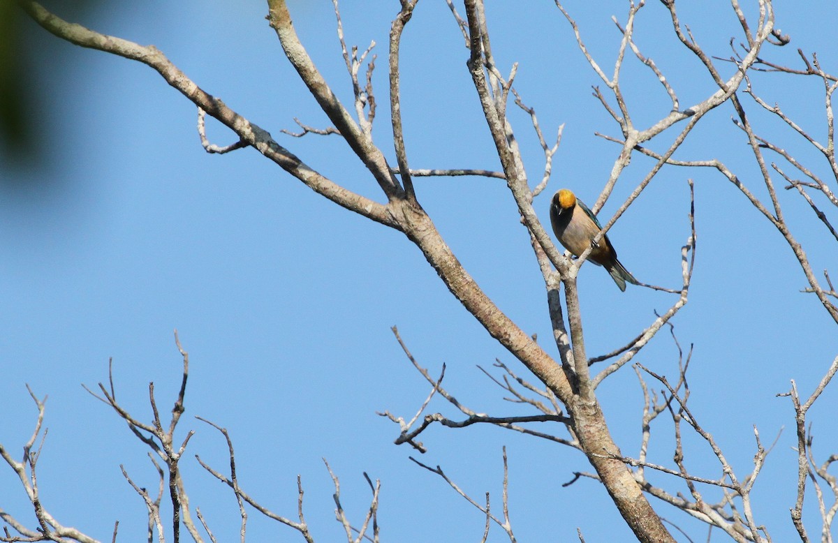 Burnished-buff Tanager - ML284641751