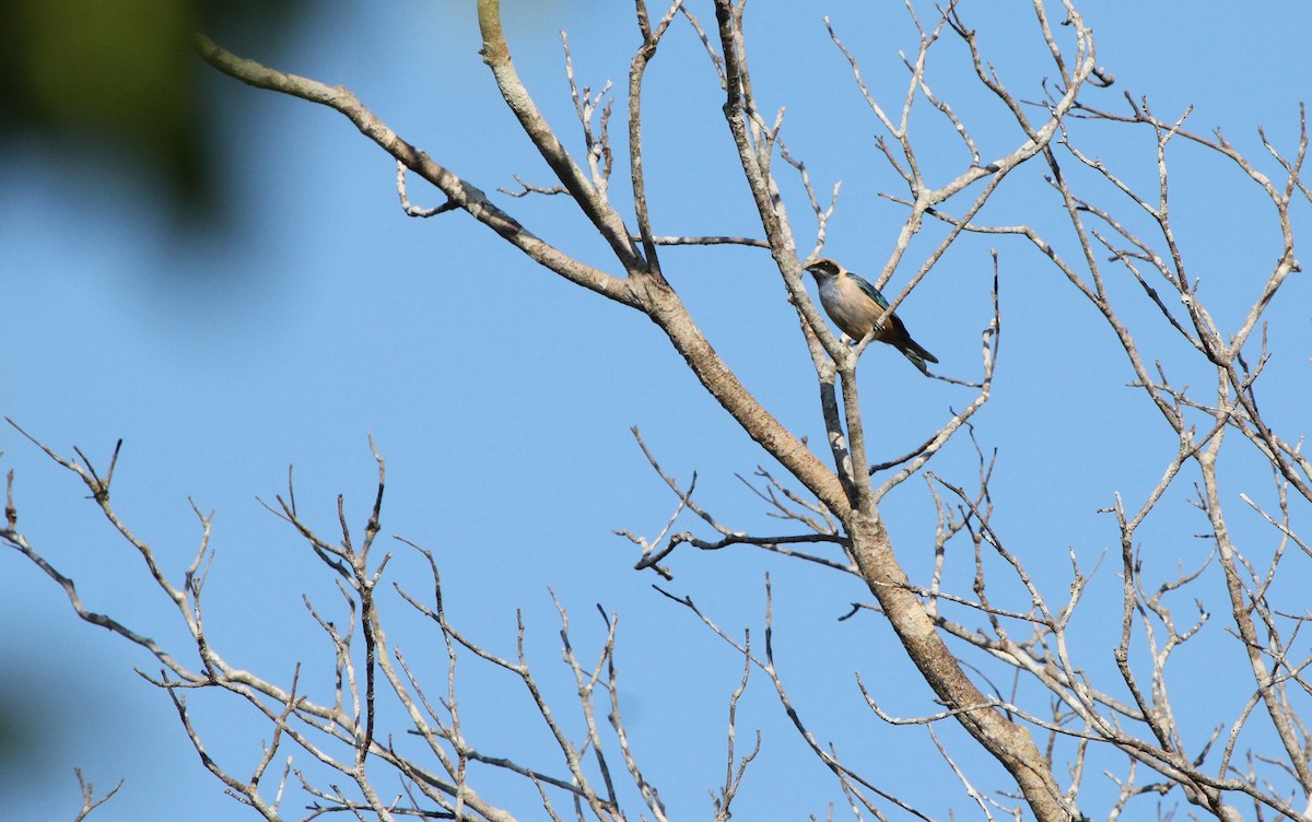 Burnished-buff Tanager - ML284641771