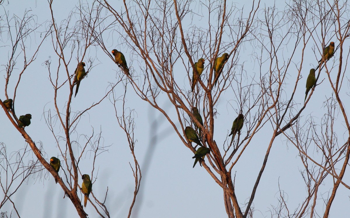 Aratinga Frentidorada - ML284642011