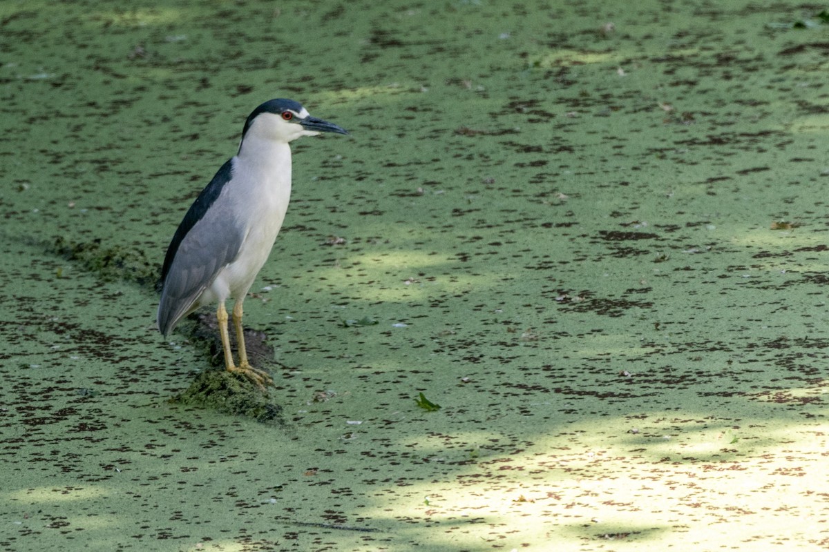 Black-crowned Night Heron - ML284647271