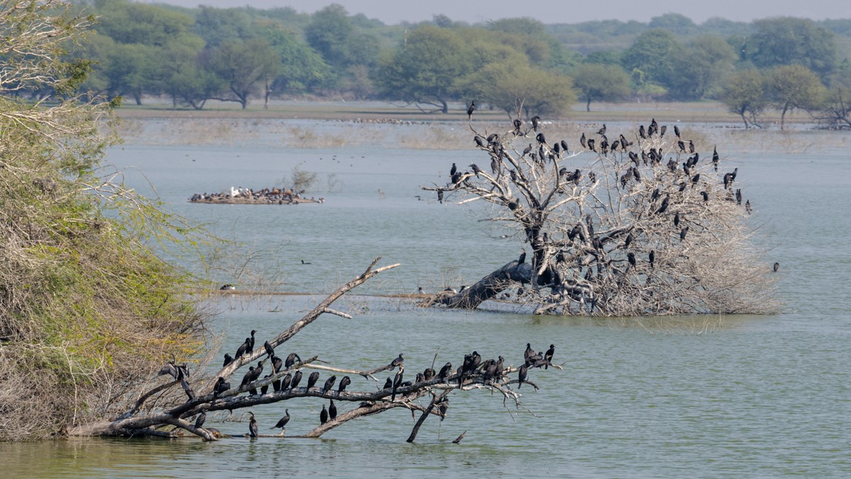 Cormorán de Java - ML284648161